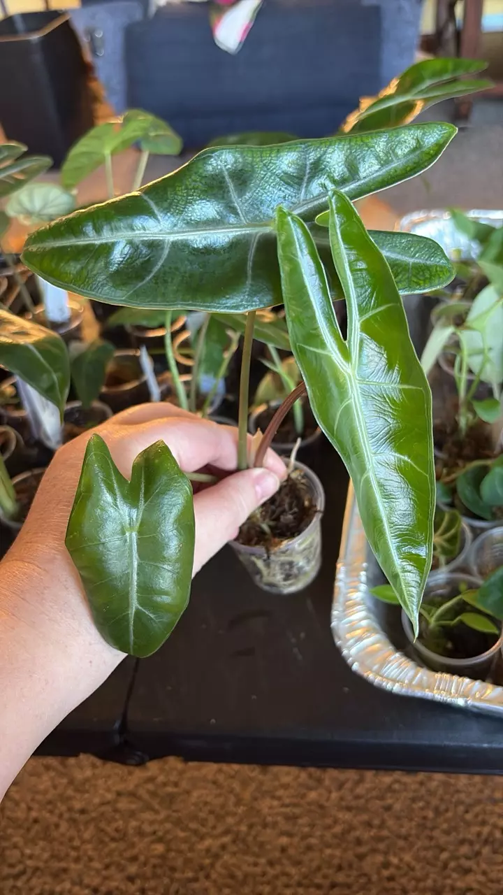 Longiloba Corming size thumbnail