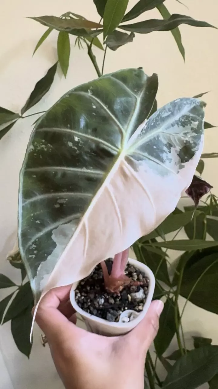 Corm - Alocasia Nairobi Night thumbnail