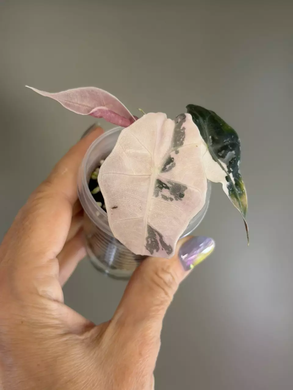 558 (REHAB) Alocasia Pink Polly thumbnail