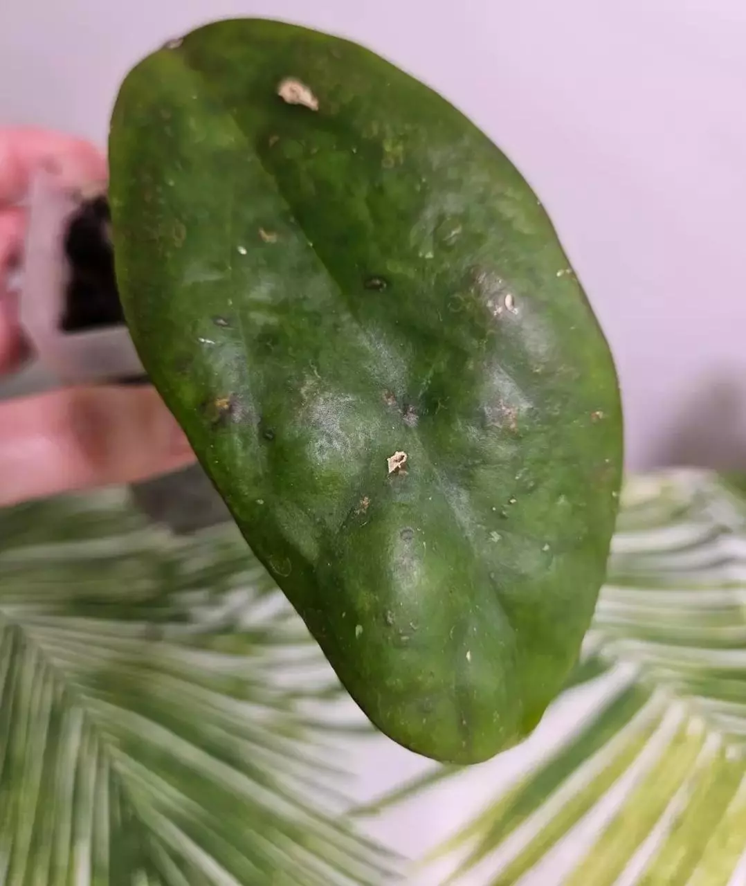 Hoya AH 138 thumbnail