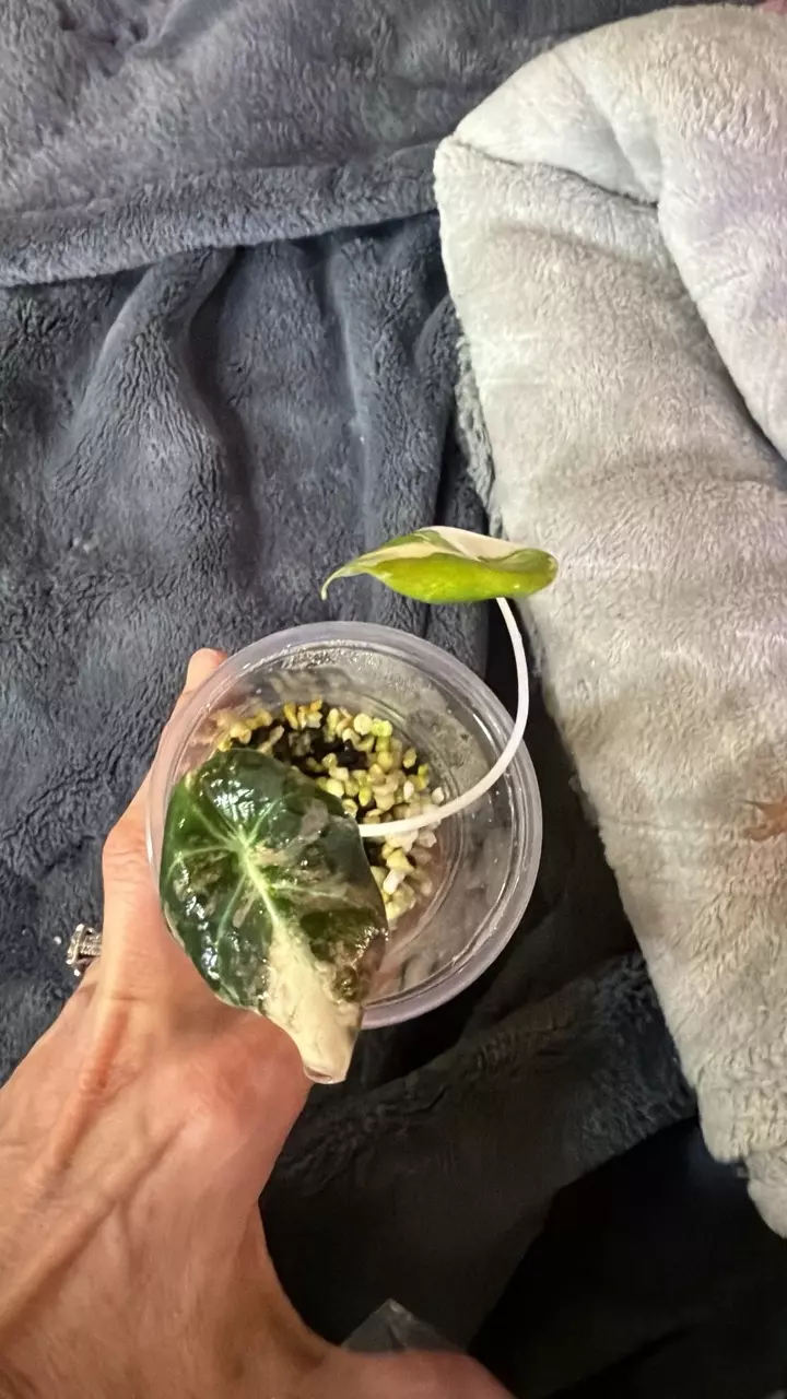 Pink black velvet thumbnail