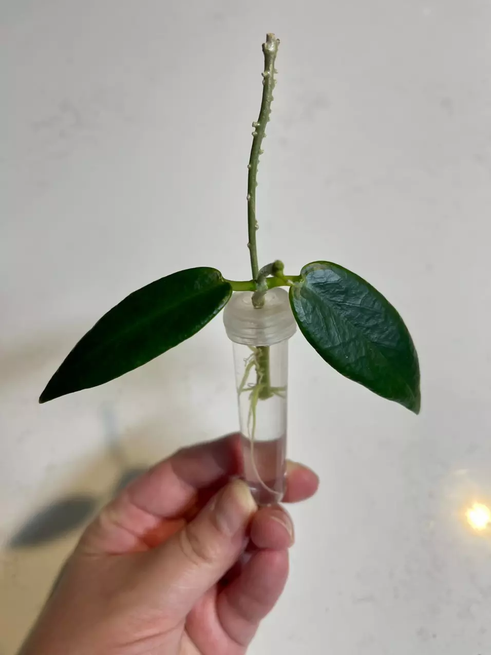 Hoya macgillivrayi Taiwan thumbnail