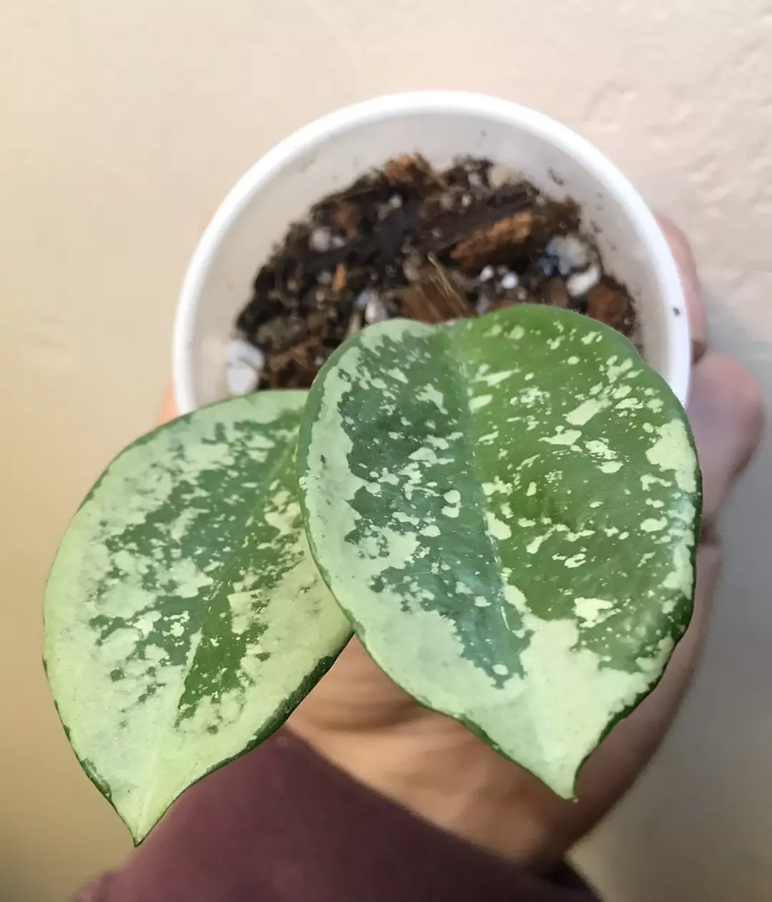 Hoya Carnosa Silver Moon thumbnail
