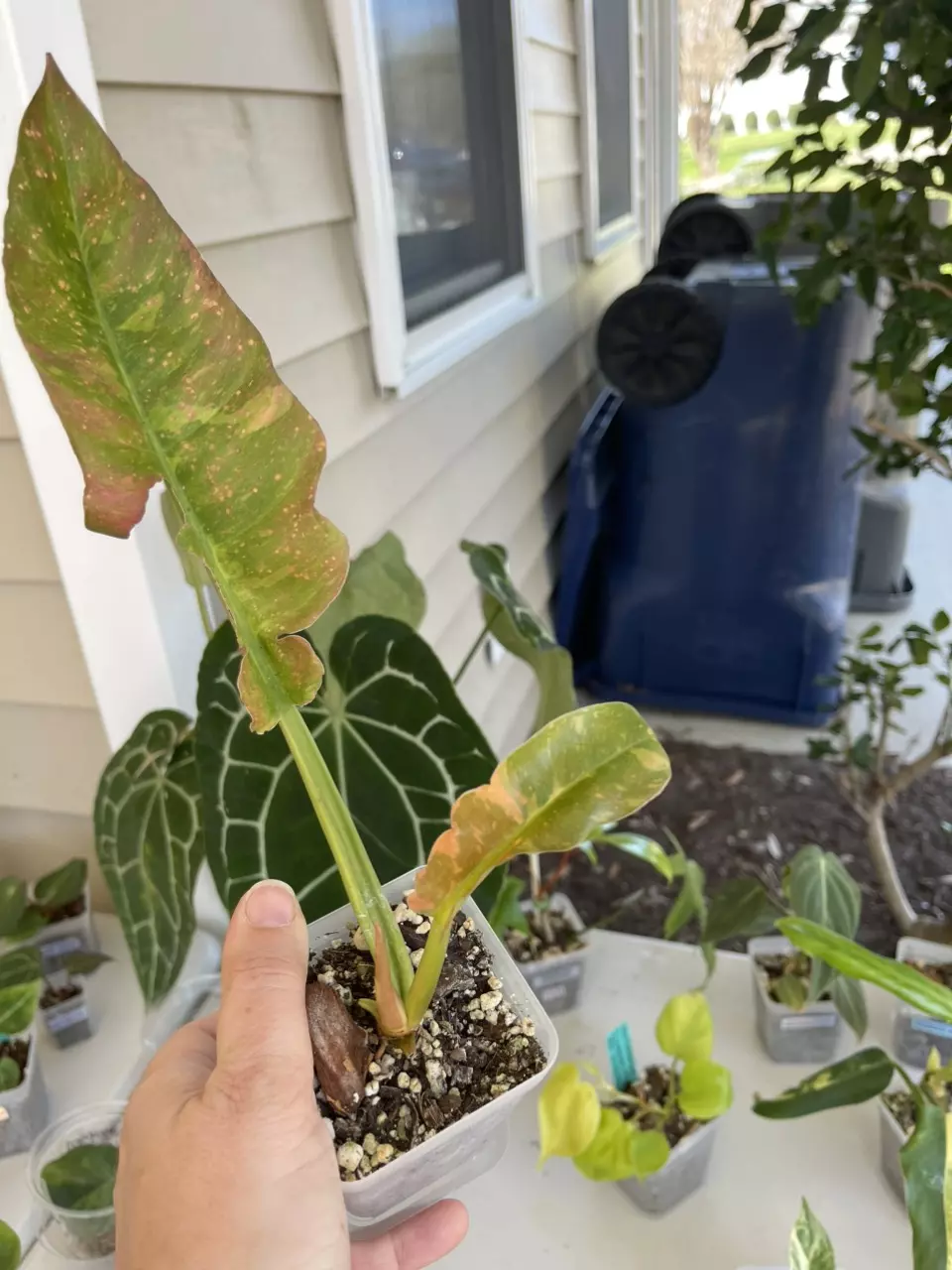 Philodendron Ring of Fire thumbnail