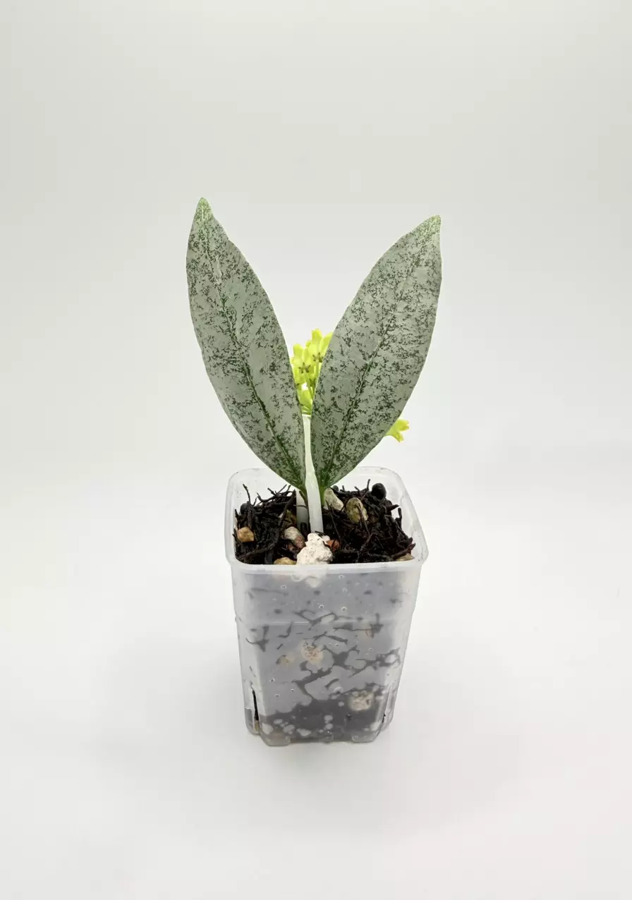 Hoya Amicabillis Silver Cutting thumbnail