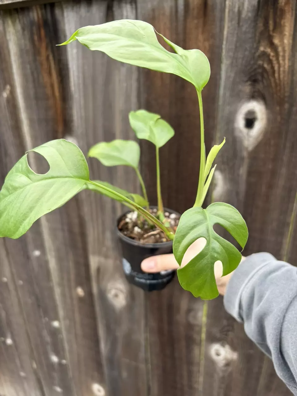 Rhaphidophora Tetrasperma thumbnail
