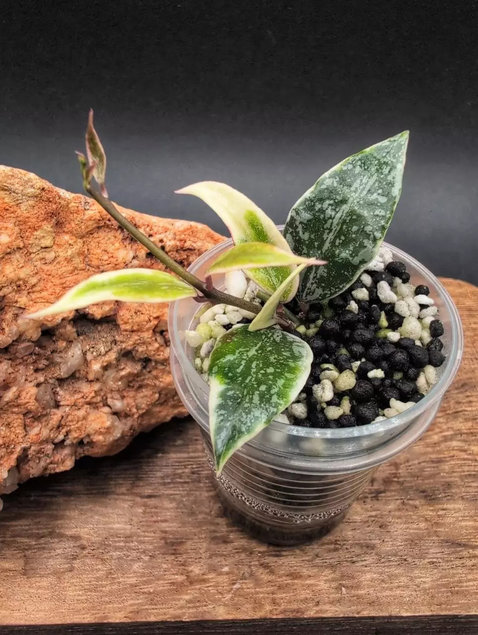 Lacunosa 'Lumina' 🦄 thumbnail