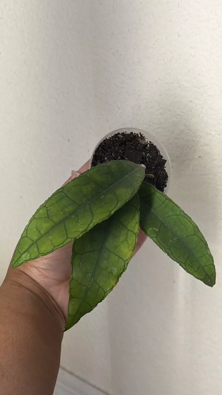 Hoya Clemensiorum NOID thumbnail