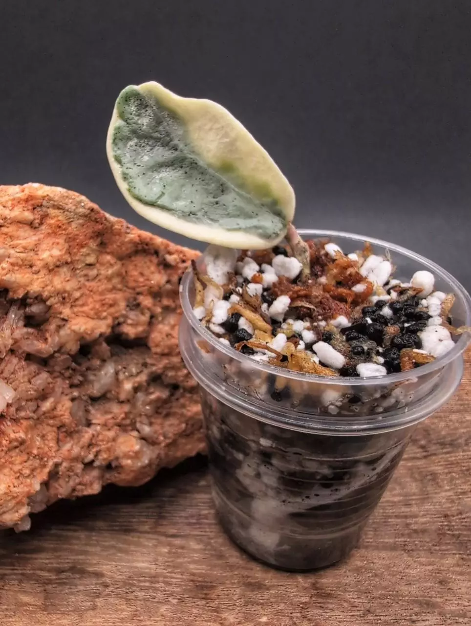 Argentea 'Picta' 🦄 thumbnail