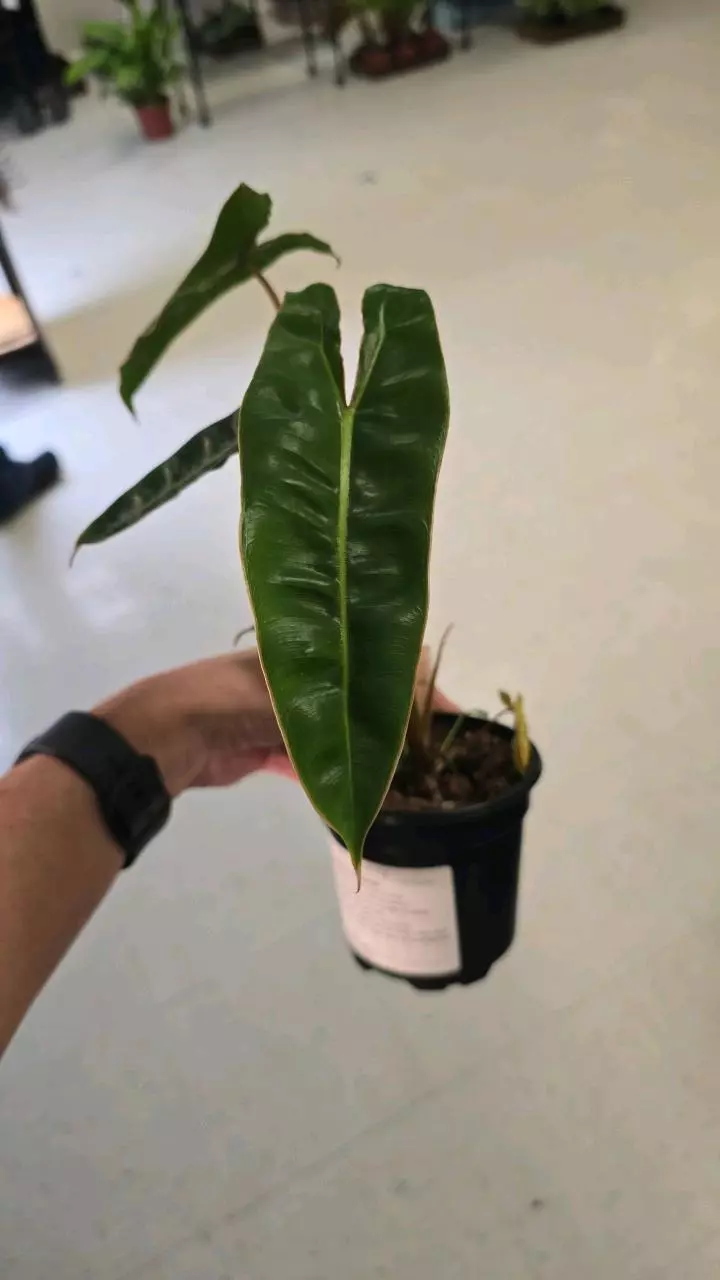 17 Philodendron Billietiae 4" thumbnail