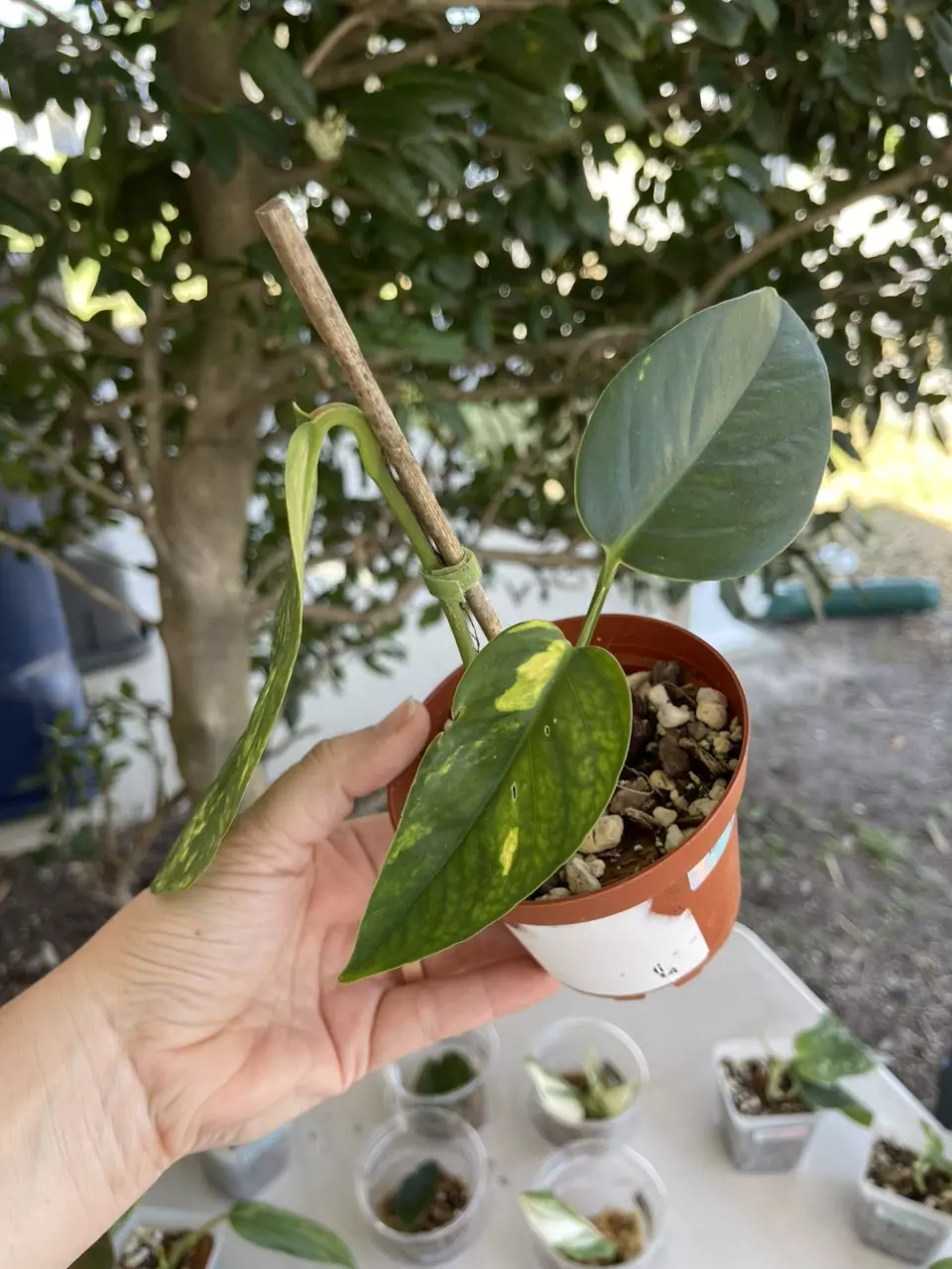 Epi Pin Sunburst thumbnail