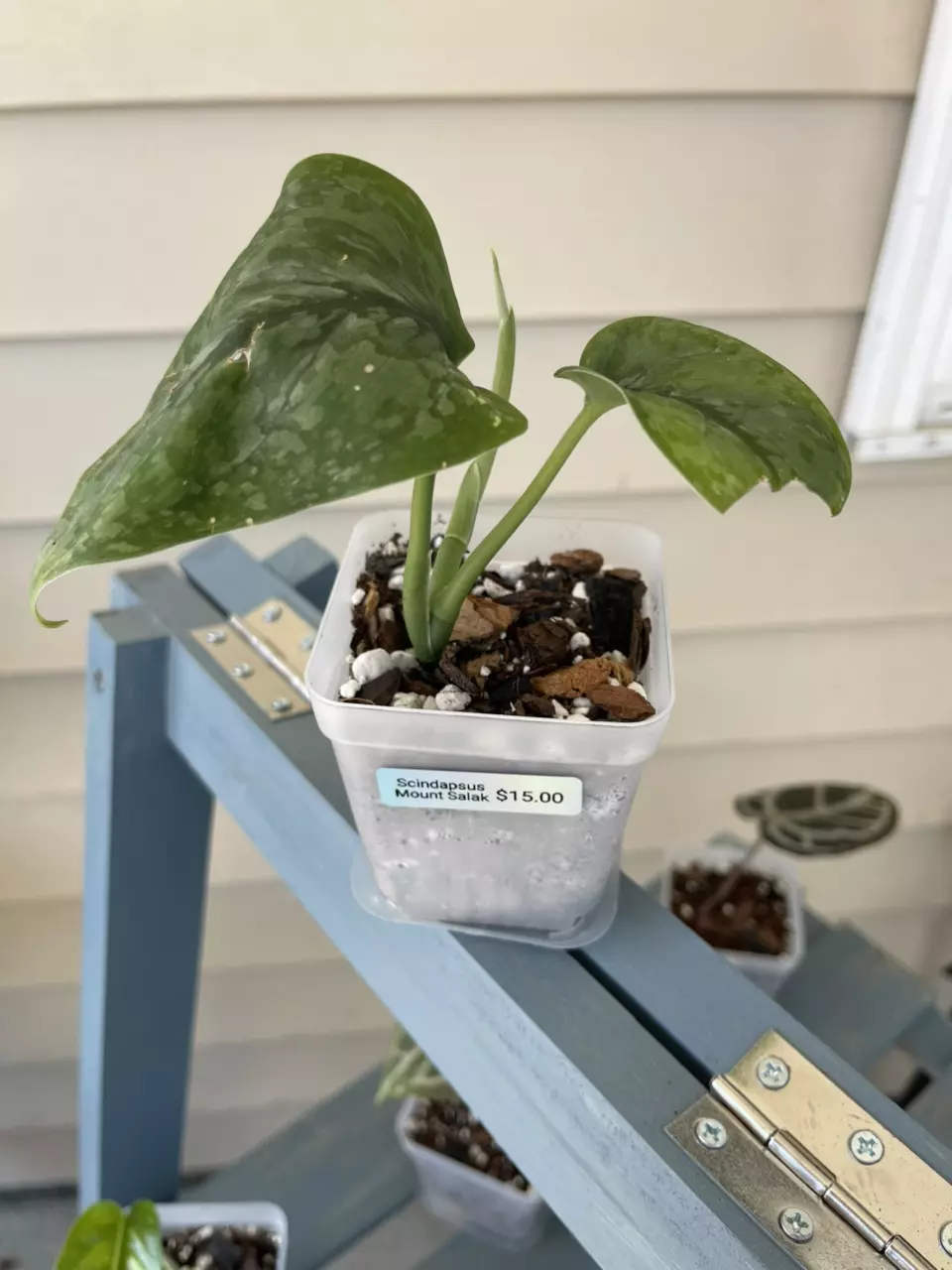 Scindapsus Mount Salak thumbnail