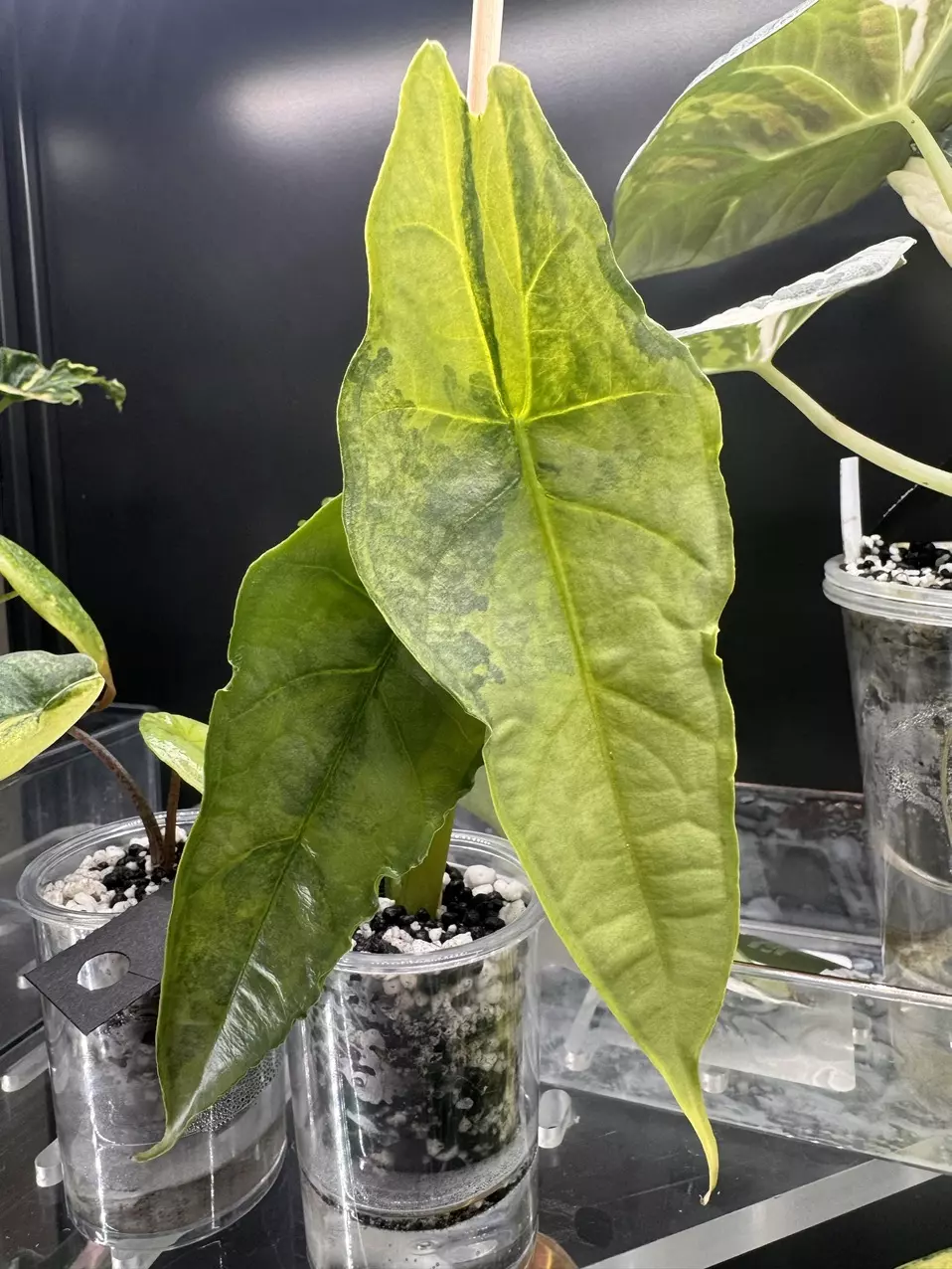 Dragons breath Aurea Alocasia thumbnail