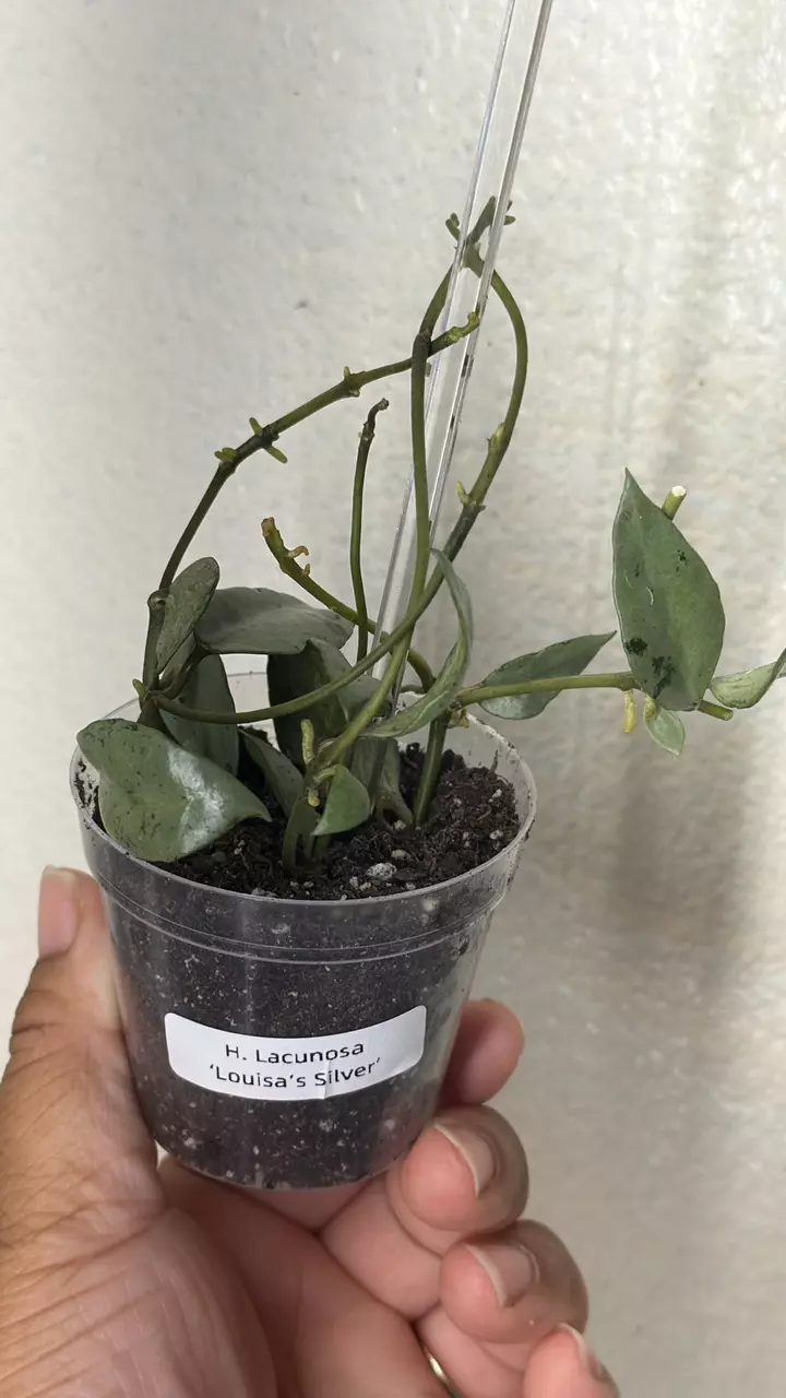 Hoya Lacunosa Louisa’s Silver thumbnail