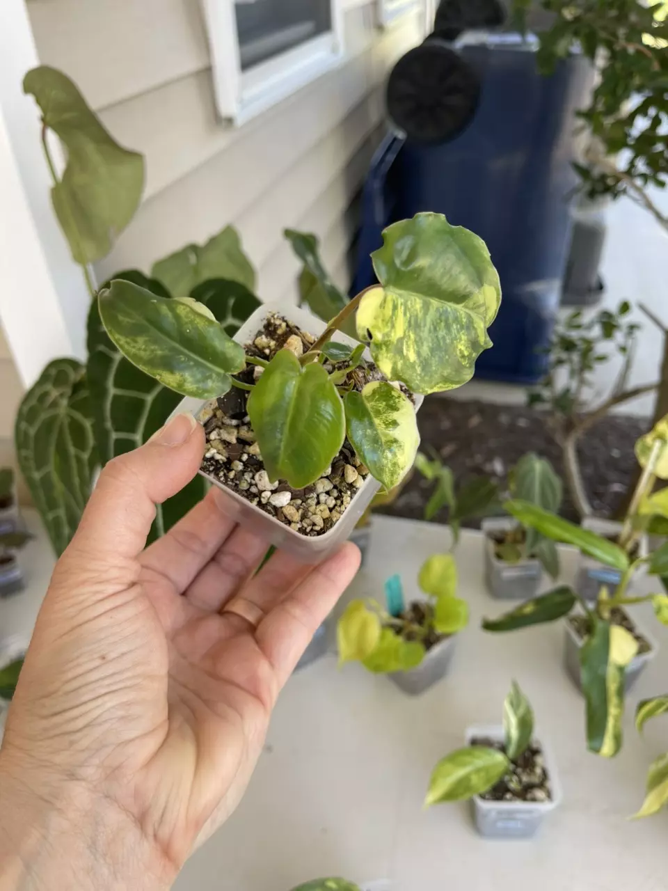 Philodendron Burle Marx Variegated thumbnail