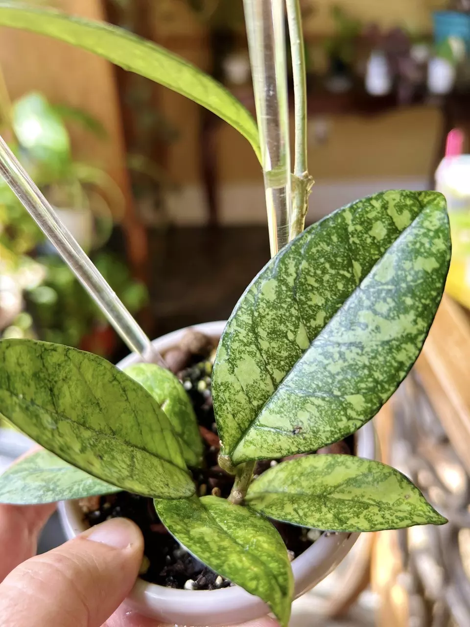 Hoya Crassiopetilota Super Splash thumbnail