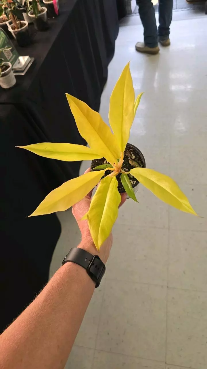 16 Philodendron Golden Crocodile 4" thumbnail