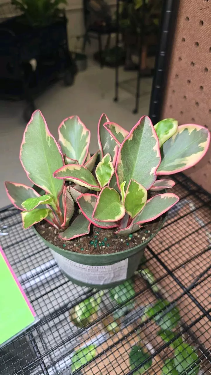 25 Peperomia Genni 6" thumbnail