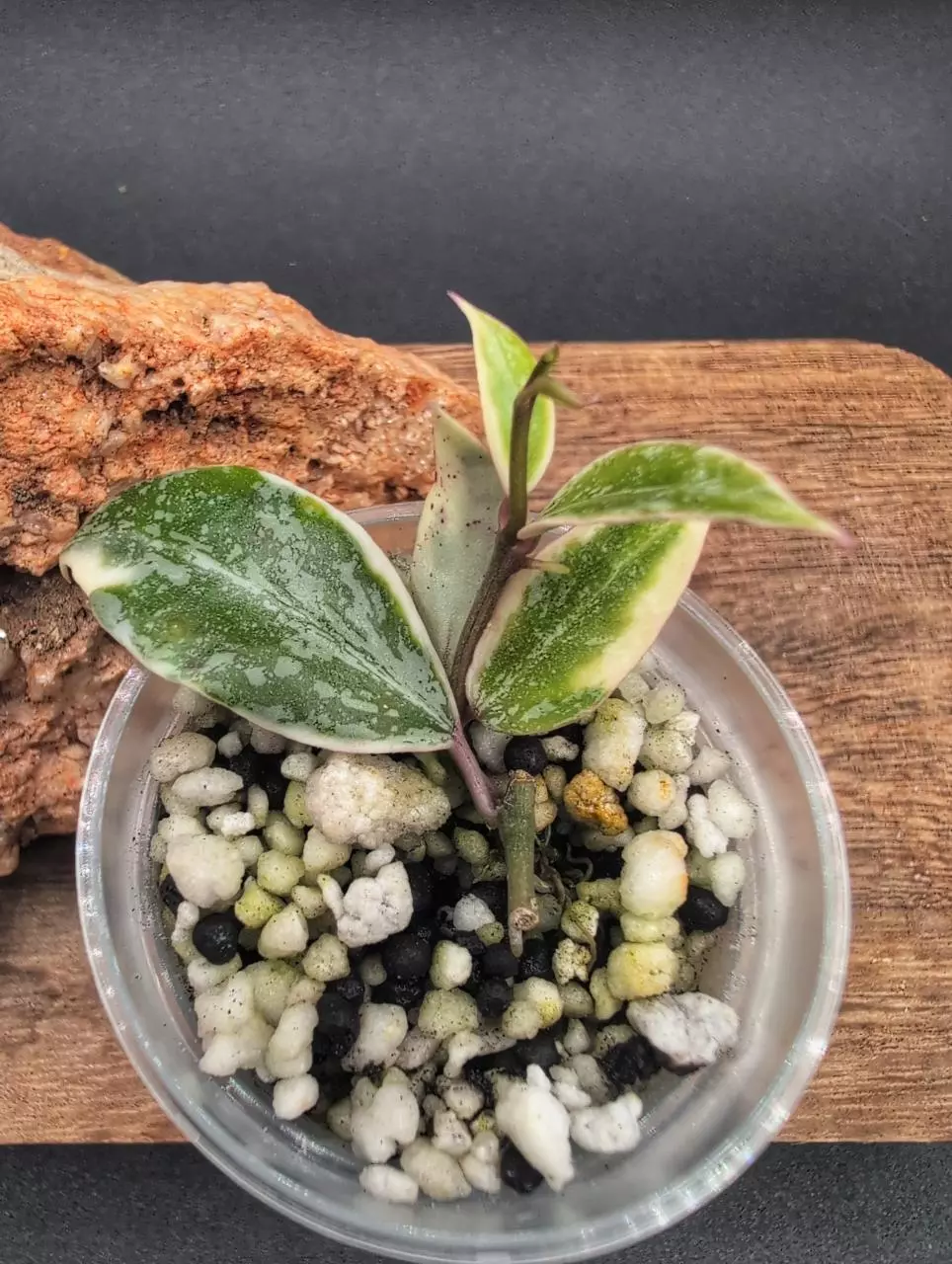 Lacunosa 'Lumina' 🦄 thumbnail