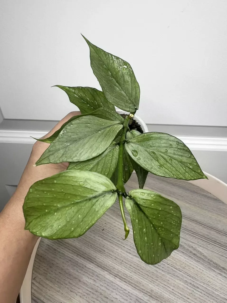 Polyneura SILVER 🩶 thumbnail