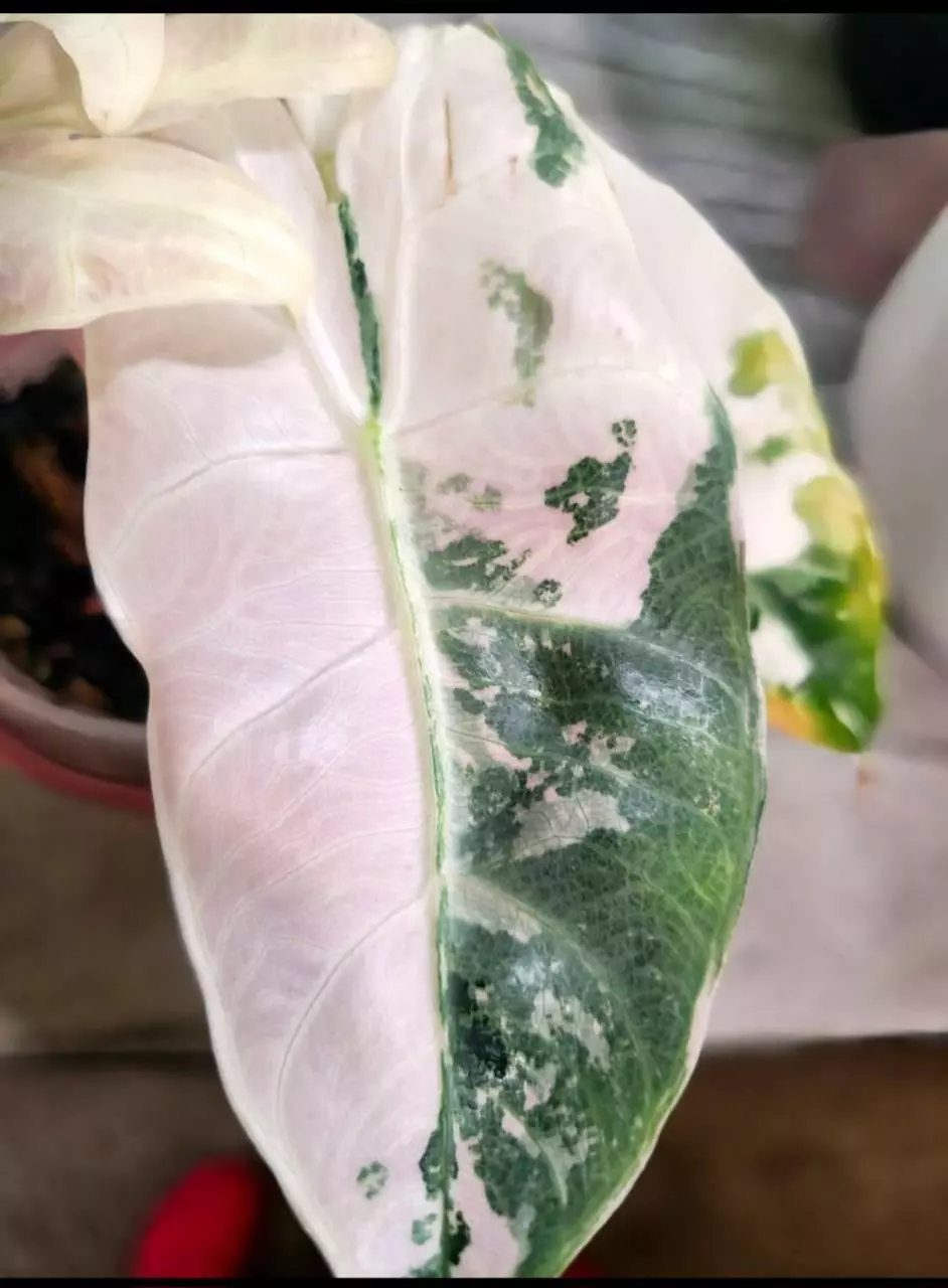 PINK DRAGON ALBO SNOW thumbnail