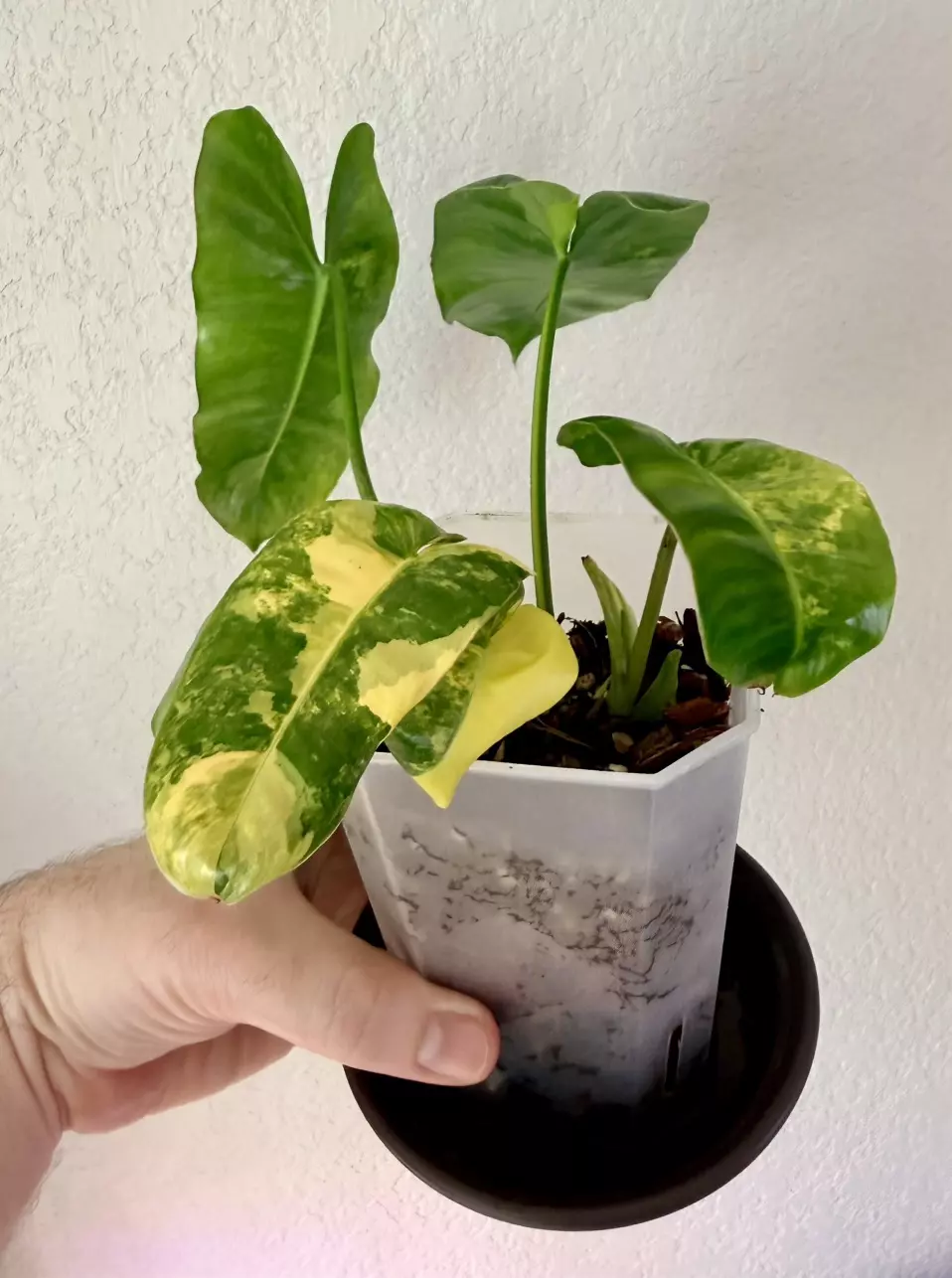 Variegated Philodendron Burle Marx thumbnail