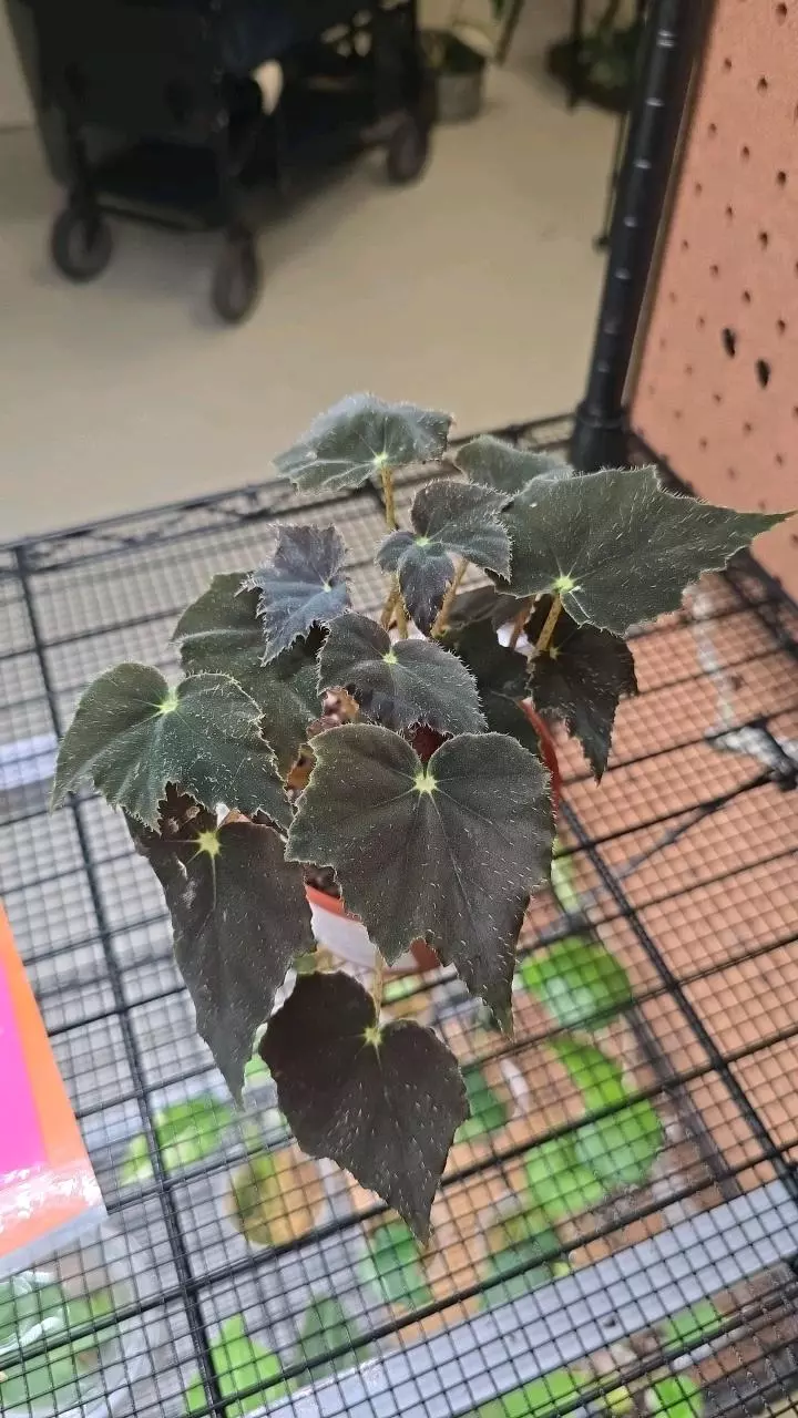 22 Begonia Black Velvet 4" thumbnail