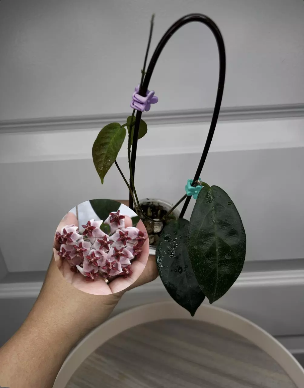 315 piestolepis thumbnail