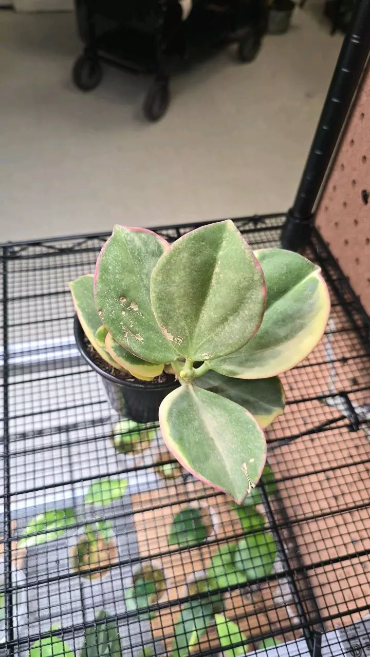 20 Hoya Pachyclada Albomarginata 4" thumbnail