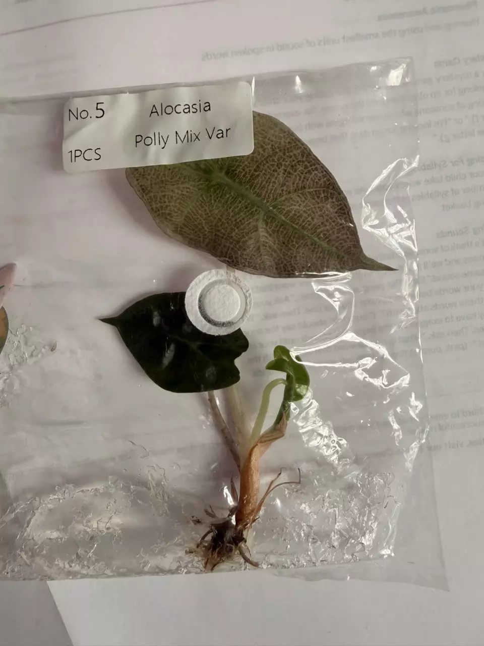 Polly pink mint tc - growers choice thumbnail