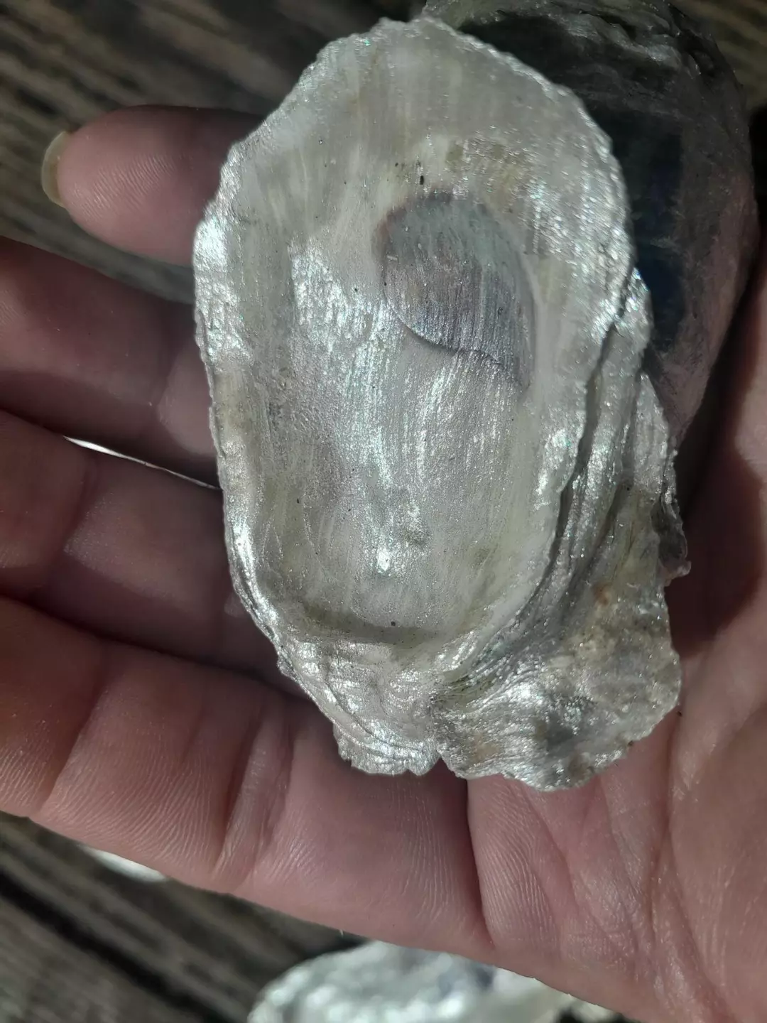 Oyster Shell for diy crafting. thumbnail