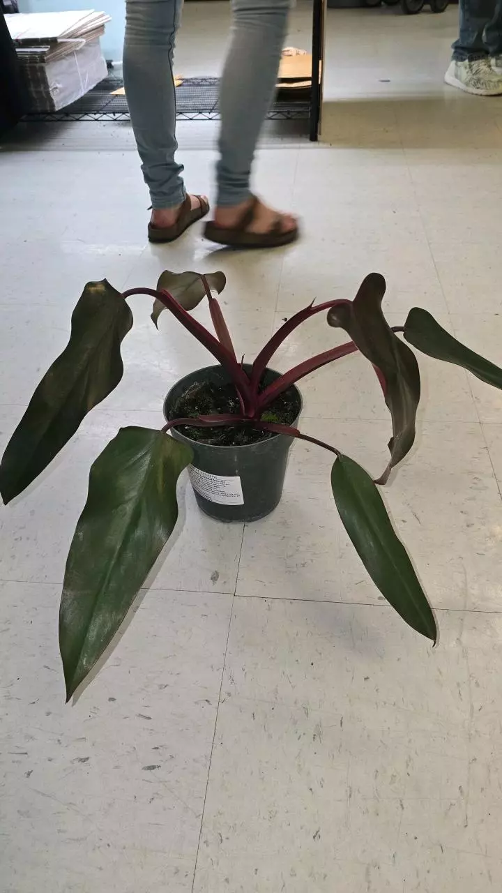 18 Philodendron Dark Lord thumbnail