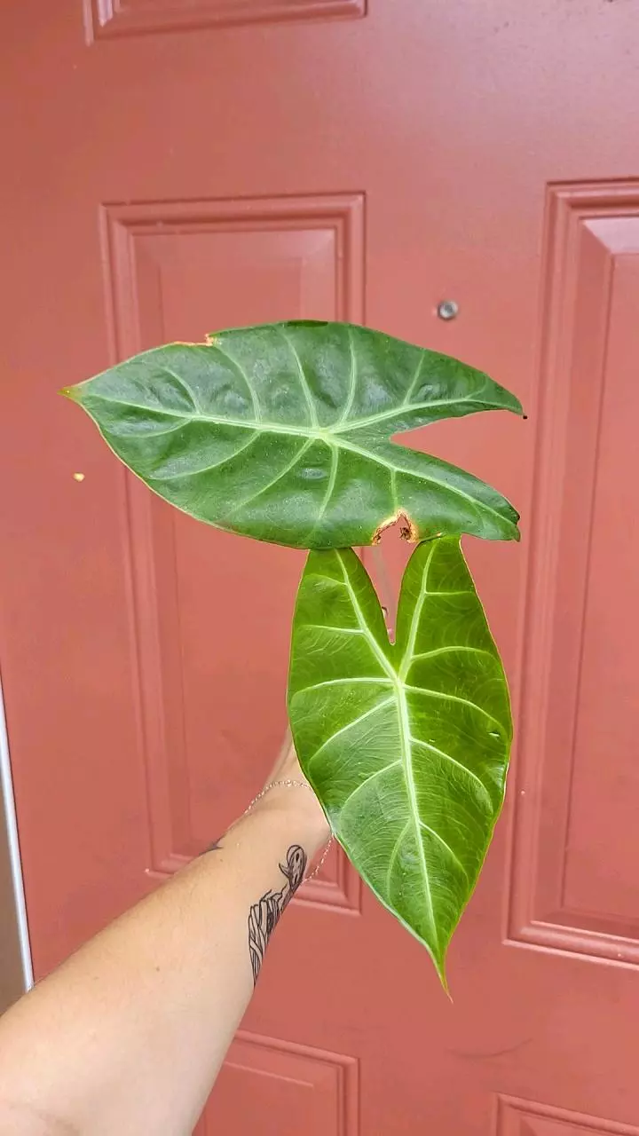 Alocasia pink 🐉 tall 4" pot specific thumbnail