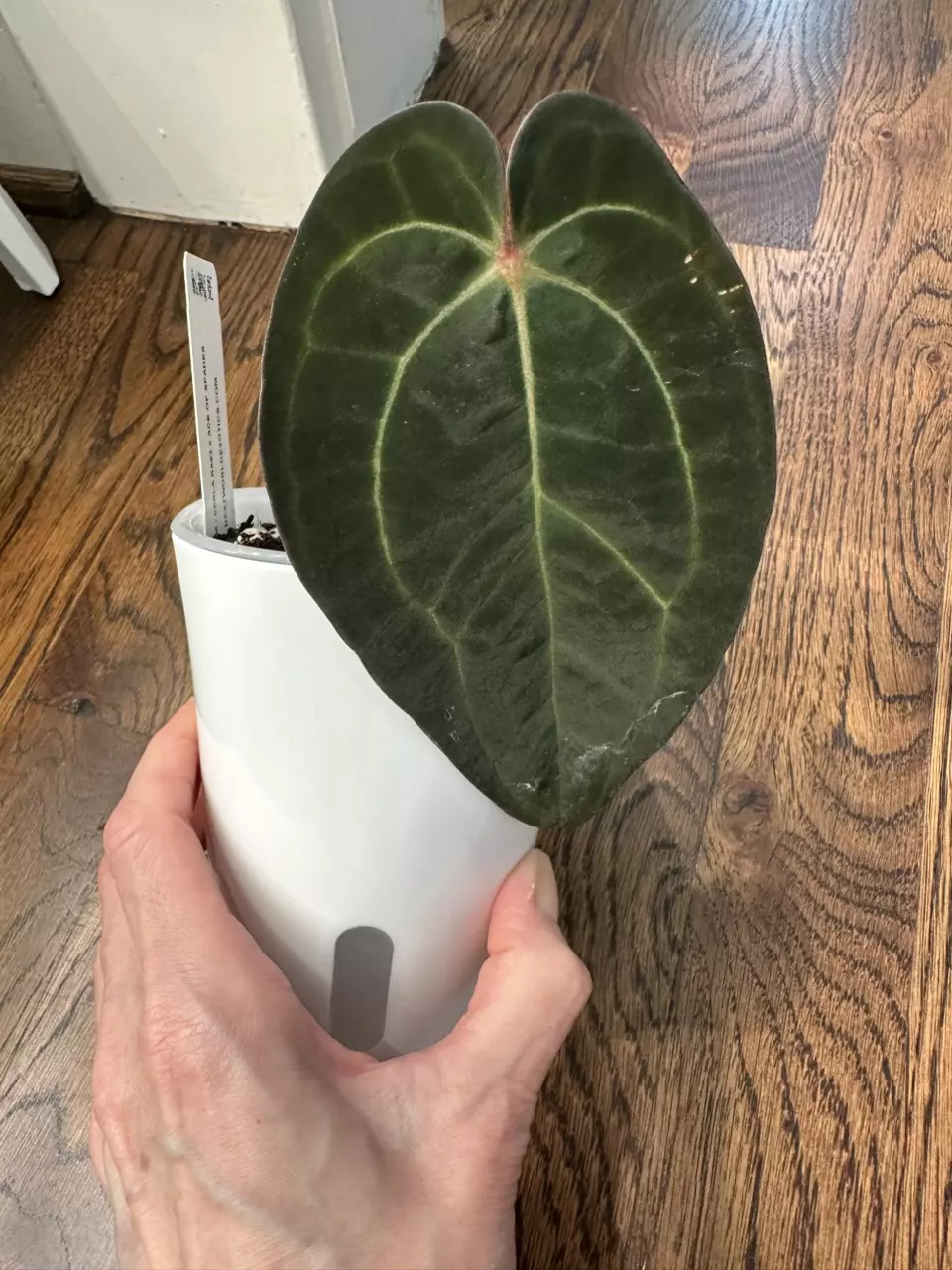 0742 Anthurium Carla x Ace of Spades - 4” swp thumbnail