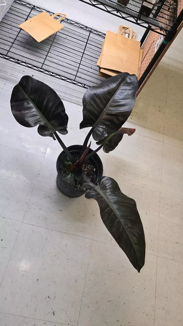 19 Philo Roho Congo 8" thumbnail