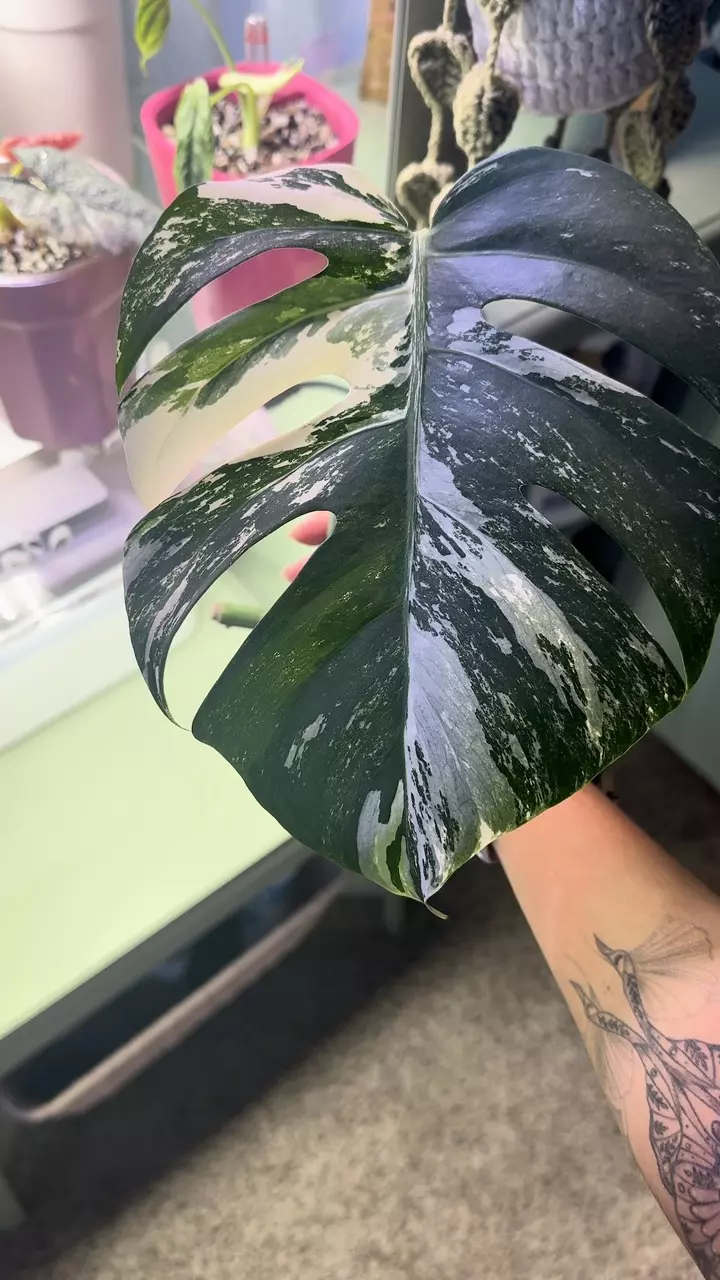Monstera Albo single leaf cut thumbnail