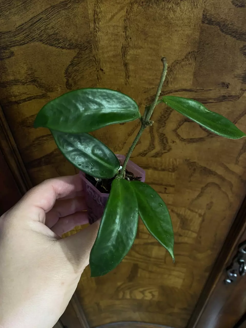 Hoya Vangviengiensis thumbnail