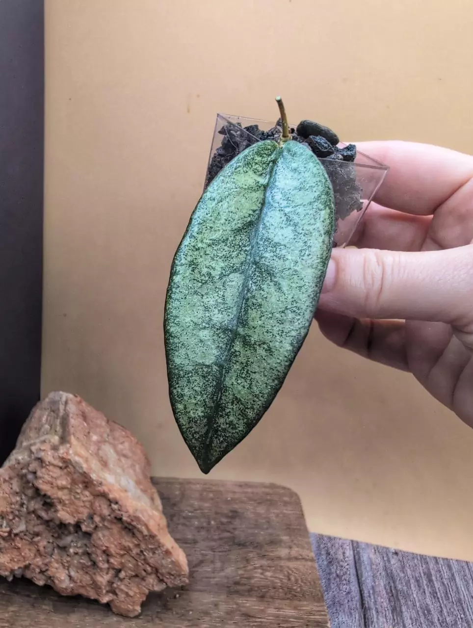 Buntokensis 'Purnama' 🦄 thumbnail