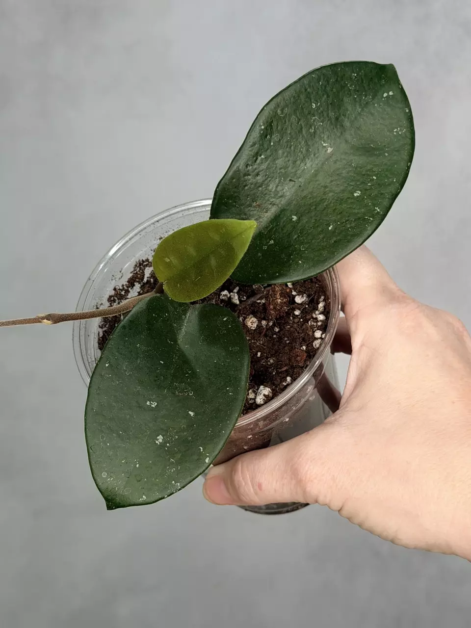 Hoya fungii (seedling, splash) thumbnail