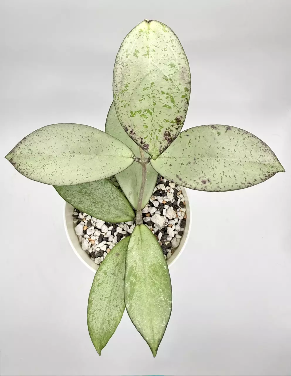 Hoya Blizzard (rooted) thumbnail