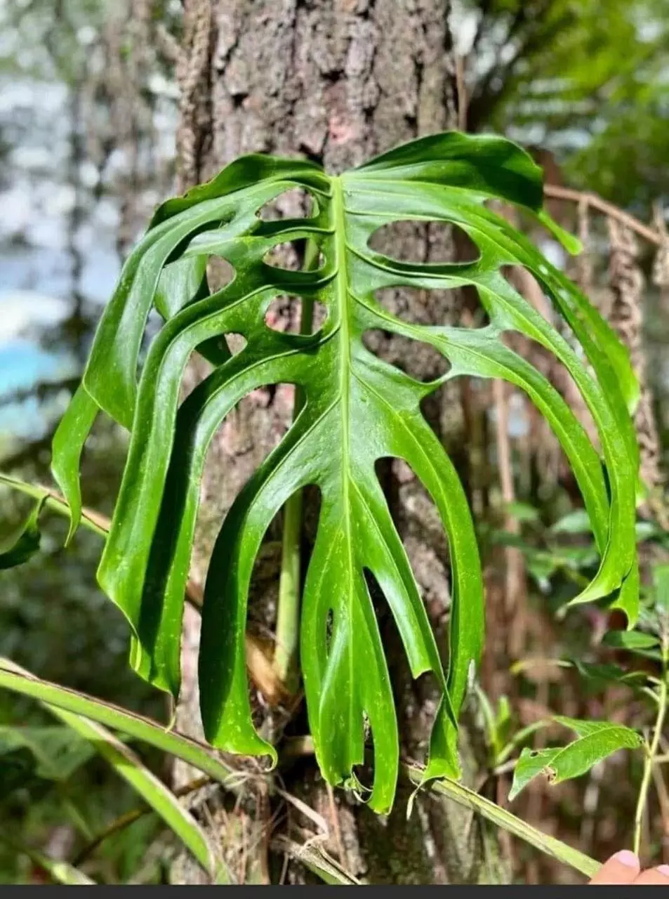 Monstera deliciosa var Sierrana 2022 thumbnail