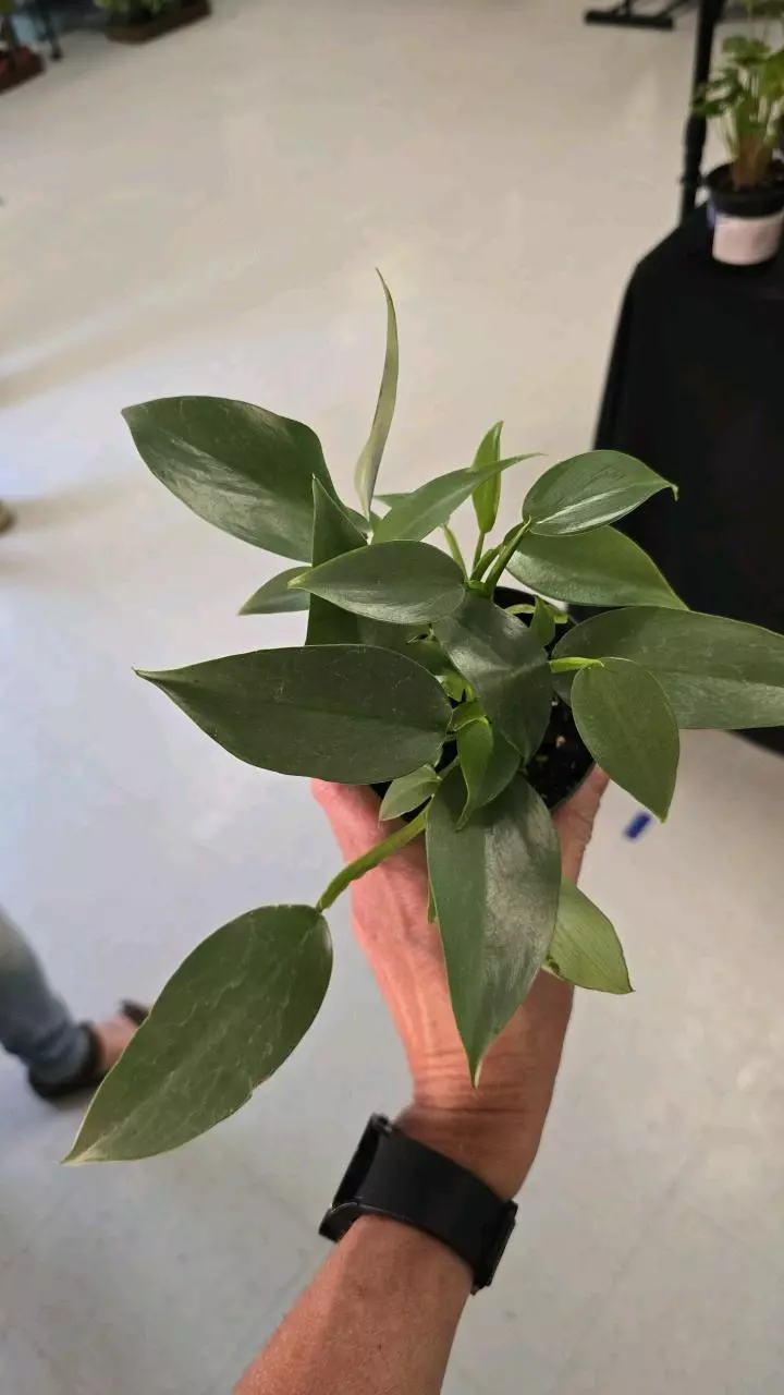 15 Philodendron Silver Sword 4" thumbnail