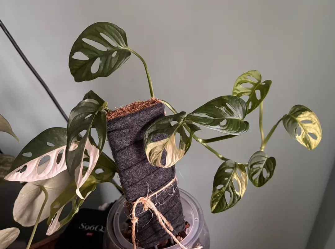 Monstera Adansonii Tricolor thumbnail