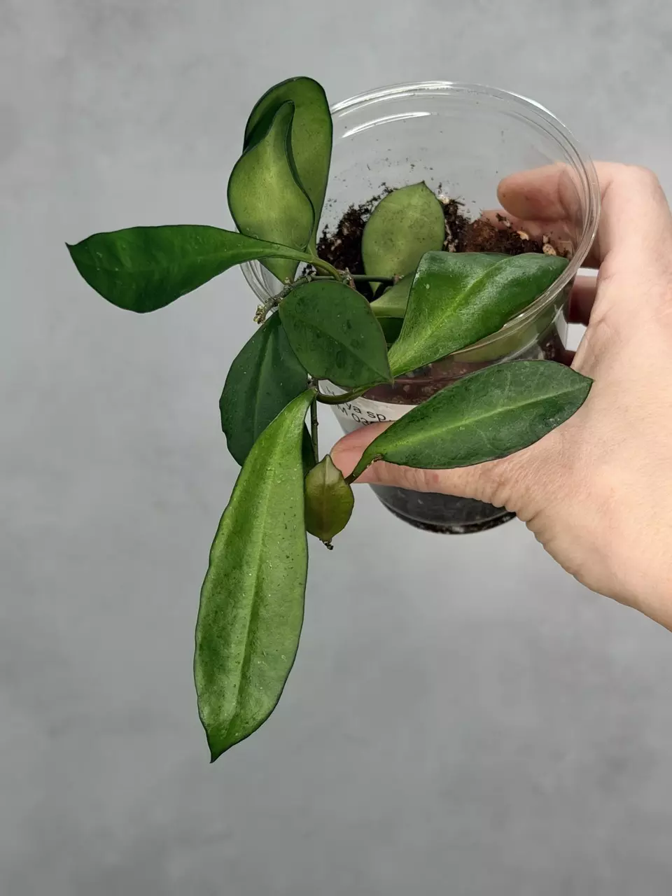 Hoya sp. RHM 030-011 thumbnail