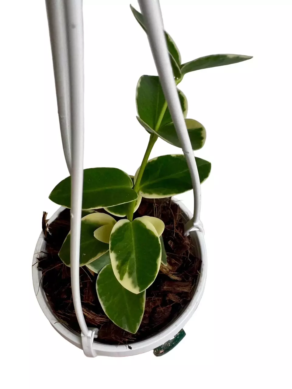 3” Hoya Cumingiana Albo Variegated thumbnail