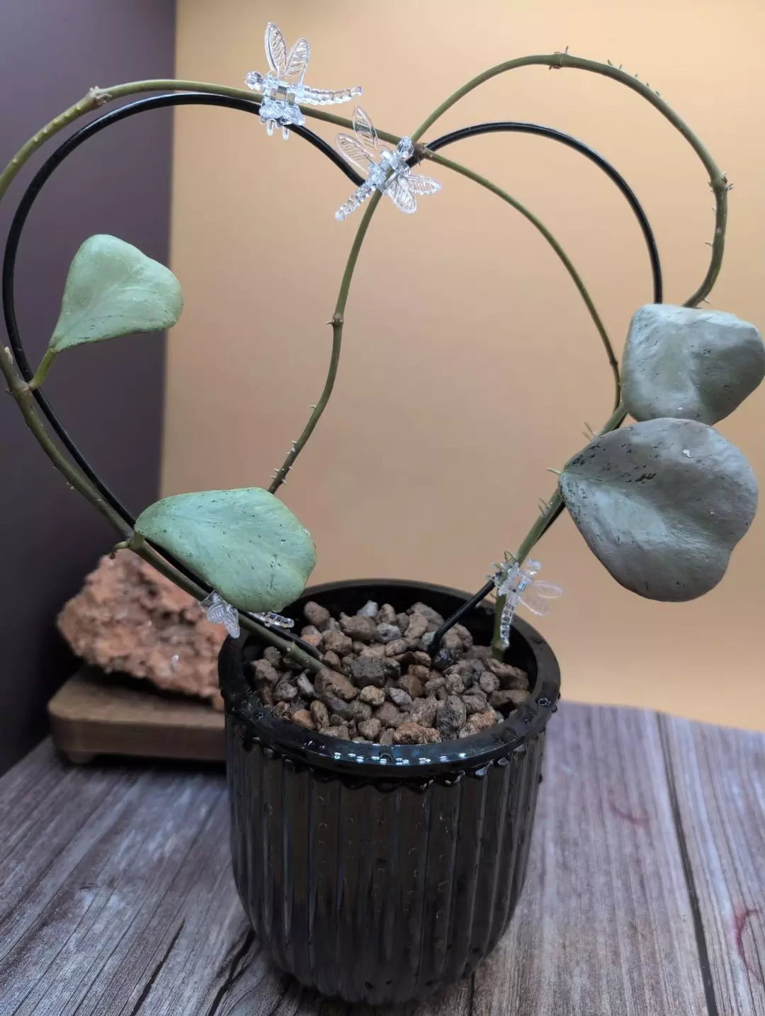 Chiang Dao 'silver' 🦄 with pot & trellis thumbnail