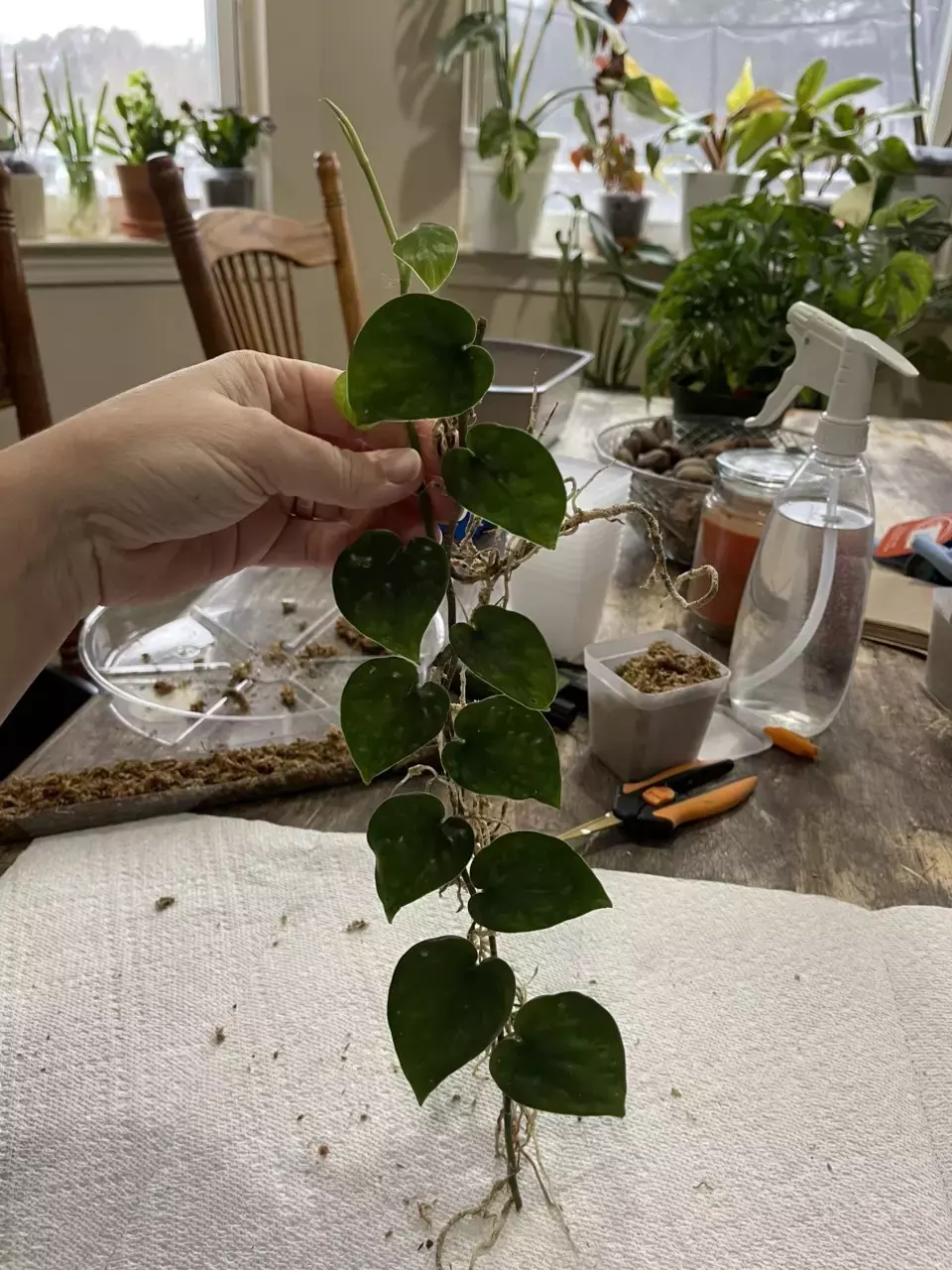 Scindapsus Black Mamba “B” thumbnail