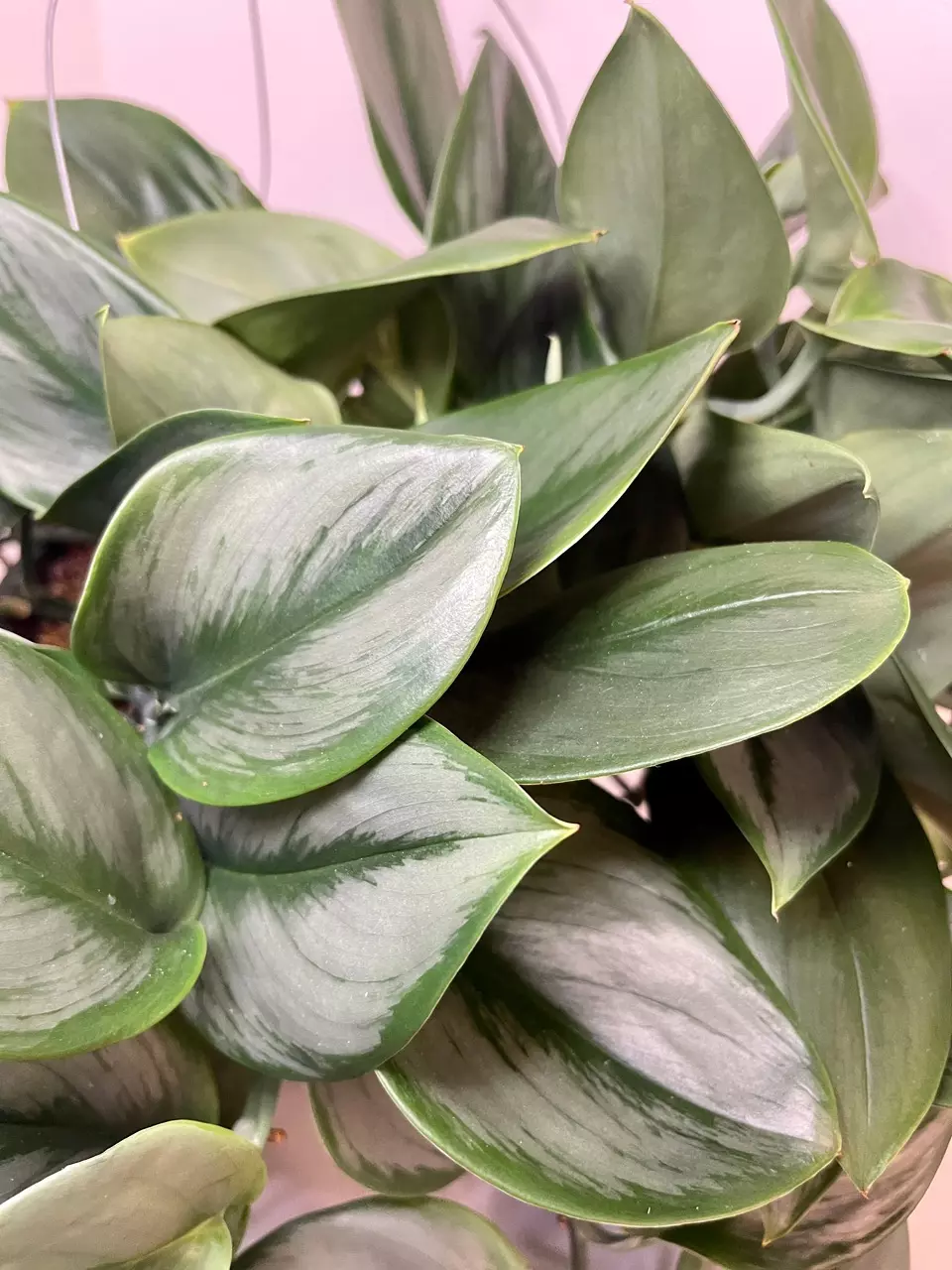 6" Scindapsus Treubii 'Moonlight' thumbnail