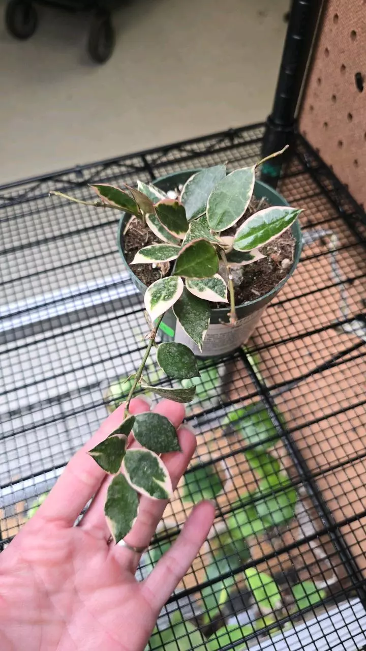 21 Hoya Lacunosa Asami Albo Mar 4" thumbnail