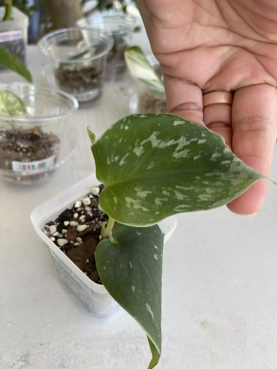 Scindapsus Argyraeus thumbnail